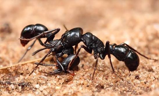  عکس مورچه بالدار