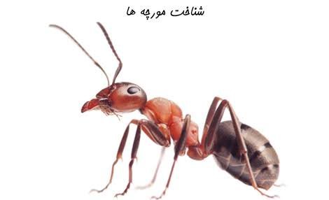  عکس مورچه بالدار