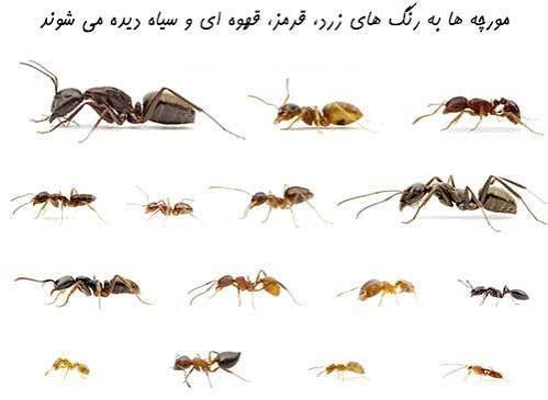  عکس مورچه بالدار