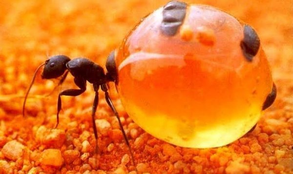  عکس مورچه برای تصویر زمینه کامپیوتر