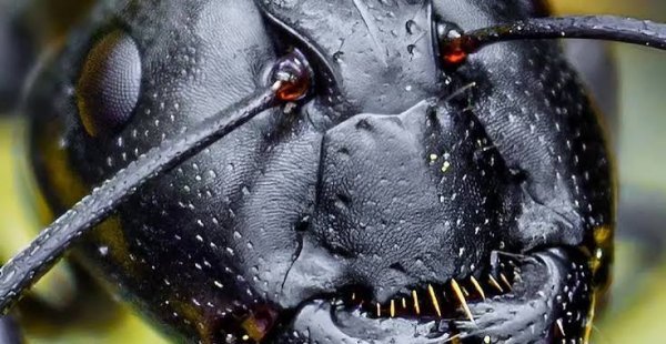  عکس مورچه برای تصویر زمینه کامپیوتر