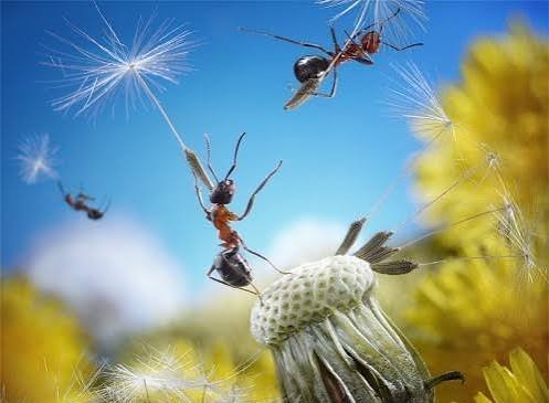  عکس مورچه برای تصویر زمینه کامپیوتر