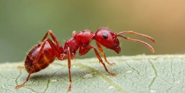  عکس مورچه برای تصویر زمینه کامپیوتر