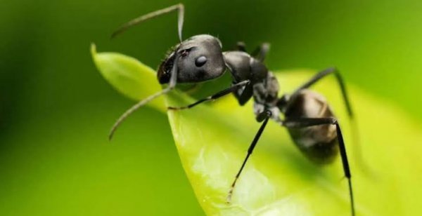  عکس مورچه برای تصویر زمینه کامپیوتر