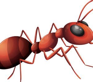  عکس مورچه برای تصویر زمینه کامپیوتر