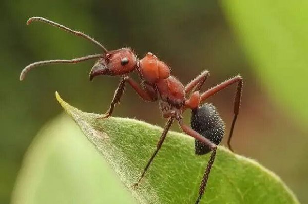  عکس مورچه برای تصویر زمینه کامپیوتر