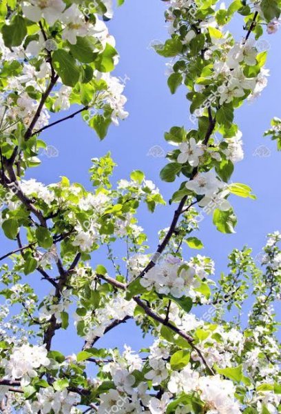  عکس پروفایل شاخه های درختان