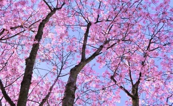  عکس پروفایل شاخه های درختان