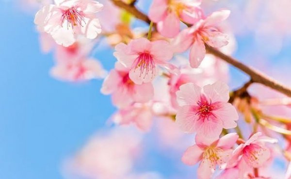  عکس پروفایل شاخه های درختان