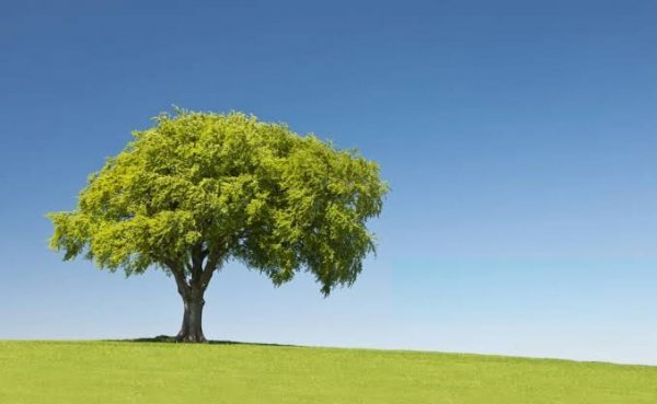  عکس پروفایل شاخه های درختان