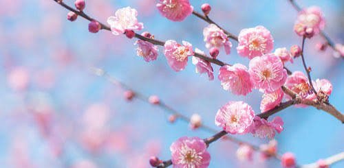  عکس پروفایل شاخه های درختان