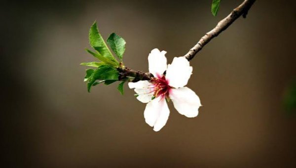  عکس پروفایل شاخه های درختان