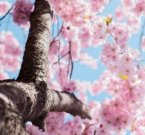  عکس پروفایل شاخه های درختان