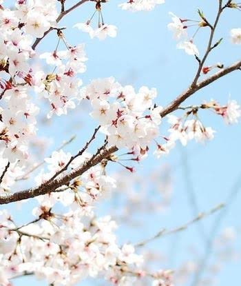 عکس پروفایل شاخه های درختان