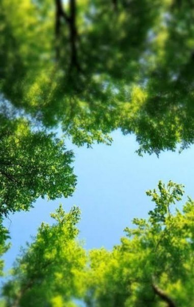  عکس پروفایل شاخه های درختان