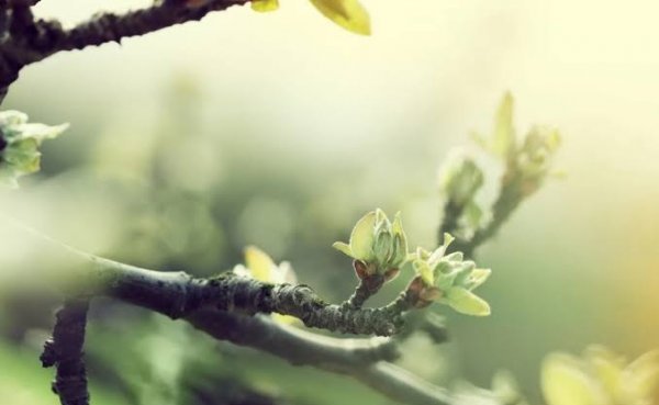  عکس پروفایل شاخه های درختان