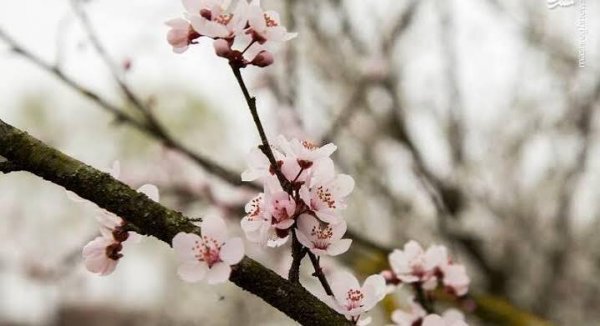  عکس پروفایل شاخه های درختان
