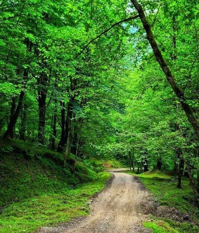 عکس جنگل پر از درختان سبز