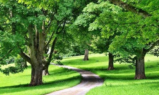  عکس جنگل پر از درختان سبز