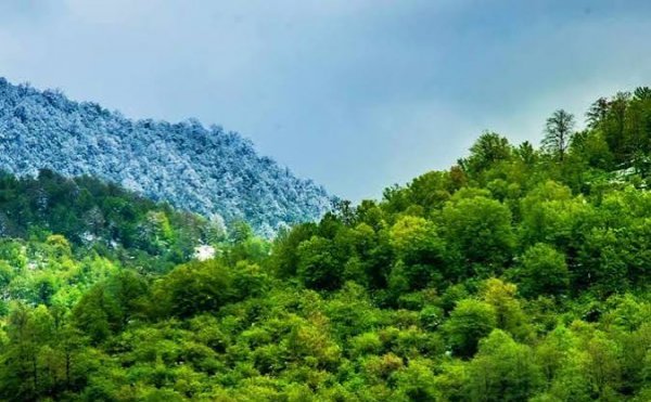  عکس جنگل پر از درختان سبز