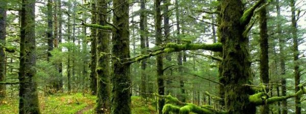  عکس جنگل پر از درختان سبز