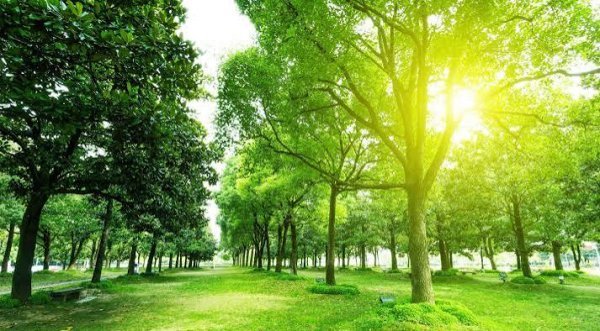  عکس جنگل پر از درختان سبز