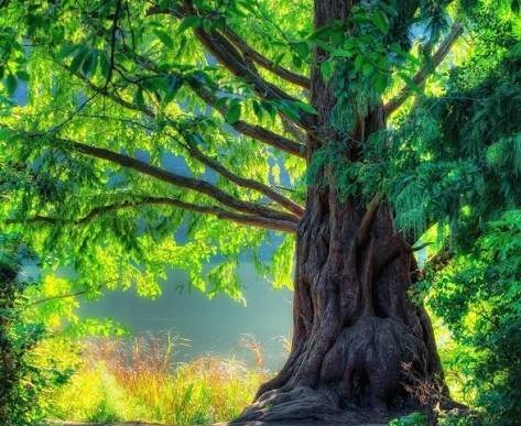 والپیپر درختان سرسبز برای گوشی سامسونگ