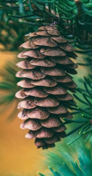 والپیپر درختان سرسبز برای گوشی سامسونگ