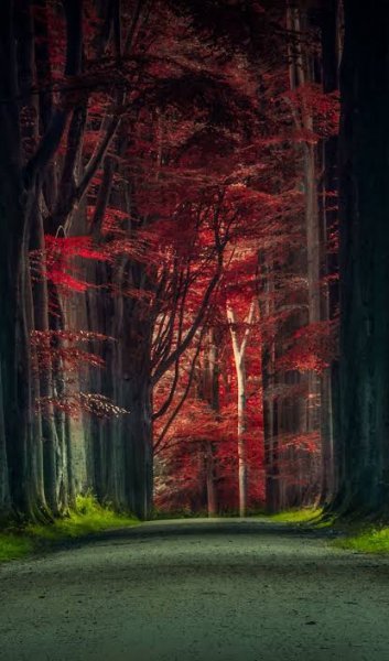  والپیپر درختان سرسبز برای گوشی سامسونگ