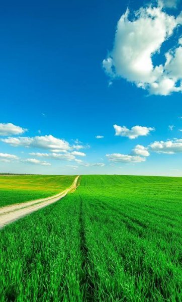  والپیپر درختان سرسبز برای گوشی سامسونگ