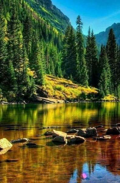  والپیپر درختان سرسبز برای گوشی سامسونگ