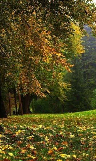  والپیپر درختان سرسبز برای گوشی سامسونگ