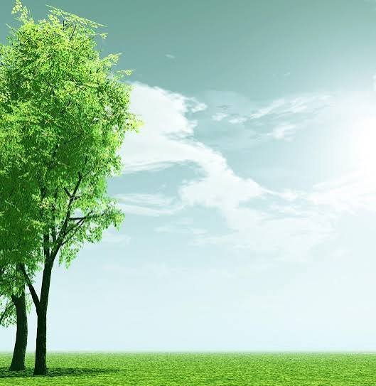  والپیپر درختان سرسبز برای گوشی سامسونگ