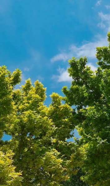  والپیپر درختان سرسبز برای گوشی سامسونگ