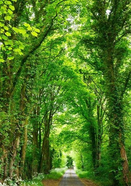  والپیپر درختان سرسبز برای گوشی سامسونگ