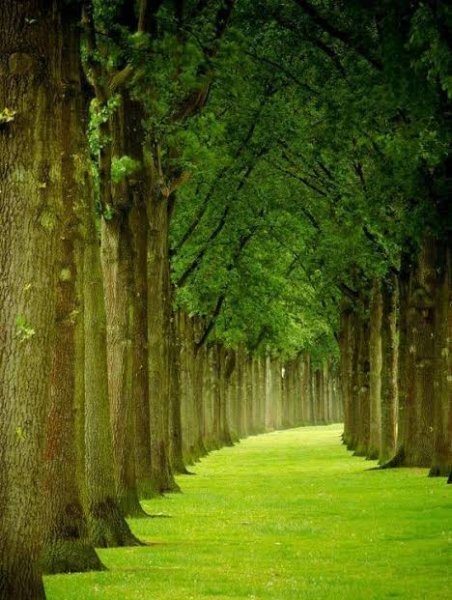  والپیپر درختان سرسبز برای گوشی سامسونگ