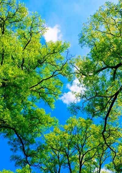  والپیپر درختان سرسبز برای گوشی سامسونگ