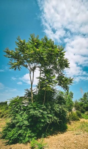  والپیپر درختان سرسبز برای گوشی سامسونگ