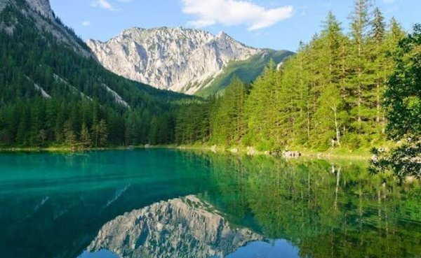  عکس منظره زیبا درختان جنگل با کیفیت عالی