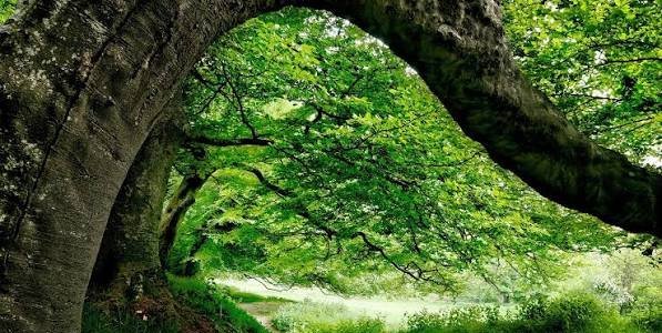 عکس منظره زیبا درختان جنگل با کیفیت عالی