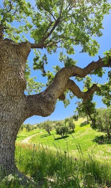  عکس منظره زیبا درختان جنگل با کیفیت عالی