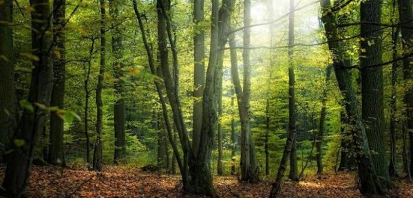  عکس منظره زیبا درختان جنگل با کیفیت عالی