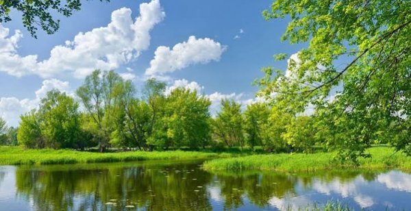  عکس منظره زیبا درختان جنگل با کیفیت عالی