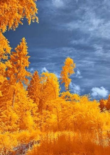  عکس منظره زیبا درختان جنگل با کیفیت عالی