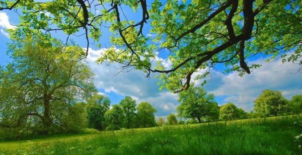  عکس منظره زیبا درختان جنگل با کیفیت عالی