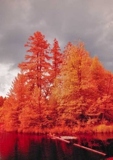  عکس منظره زیبا درختان جنگل با کیفیت عالی