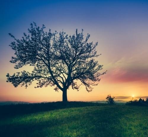 عکس پروفایل تک درخت زیبا