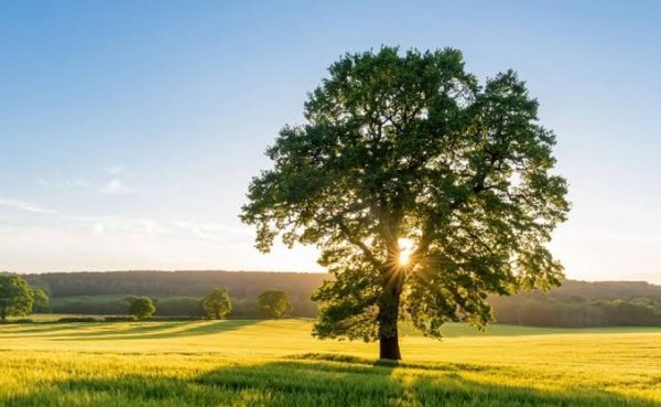  عکس پروفایل تک درخت زیبا