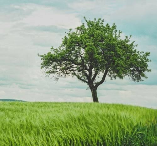  عکس پروفایل تک درخت زیبا