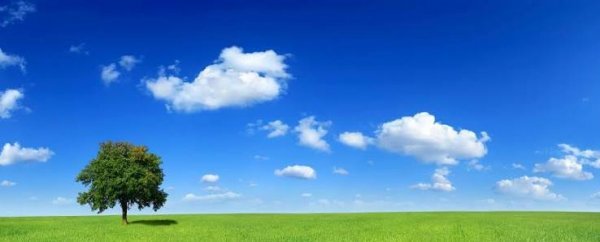  عکس پروفایل تک درخت زیبا